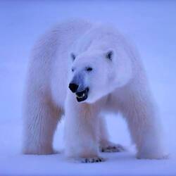 From Phil's Greenland briefing during the daily recap.