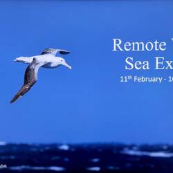 Wandering Albatross ... screenshot of title slide for today's daily recap.