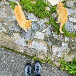 ..für die zwei steht vor einem der bewohnten Häuser Futter bereit 😻😻