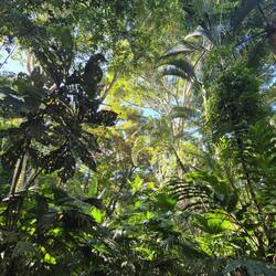 Der Garten im Dschungel