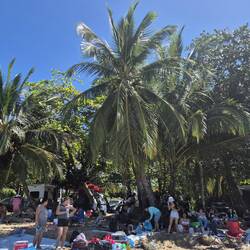 Familienpicknick unter Palmen
