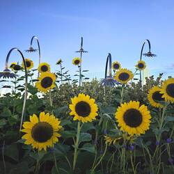 Sonnenblumengarten