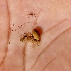 Der kleine Käfer macht große Löcher