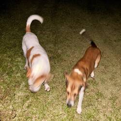 Terug kwamen de honden direct buurten