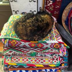 Sie liegen einfach überall und man lässt sie auch ❤️