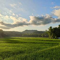 Saftige Reisfelder 🌾