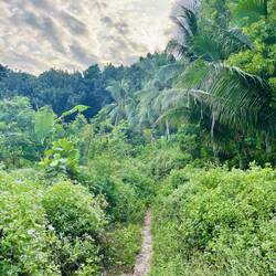 Pfad zum Lapac Beach 🏖️
