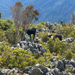 Bergziegen oder so ähnlich