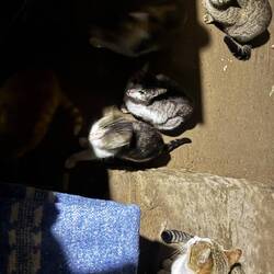 Die Bettelbande 🥰