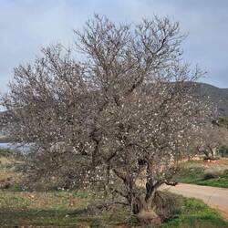 Die Mandeln fangen an zu blühen