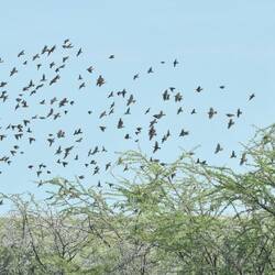 sie treten immer in grossen Schwärmen auf