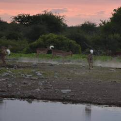 die Impalas strecken ihre "Alarm" Schwänze beim spielen in die Höhe