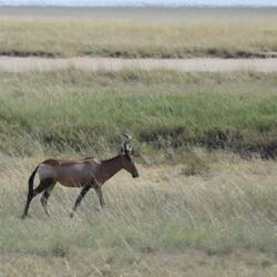 eine scheue Kuhantilope