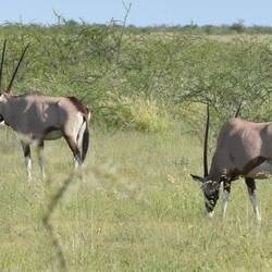 ein schönes Onyx Paar