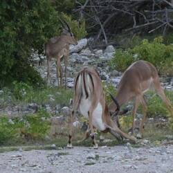 morgendliches Kampftraining