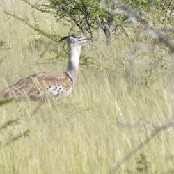 eine Riesentrappe kreuzt unseren Weg
