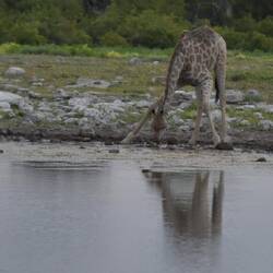 20 Minuten mussten wir warten, bis sie endlich den richtigen Ort zum trinken fand