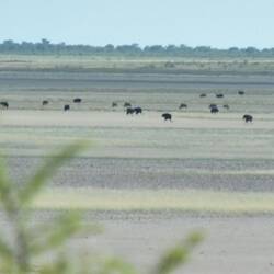viele Strausse in grosser Entfernung