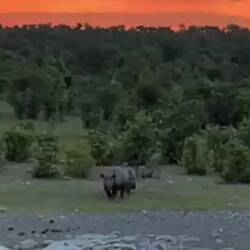 von einem Kollegen am Wasserloch gefilmt - danke