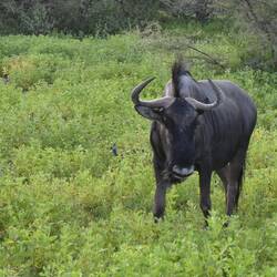 das Streifengnu hat wohl noch nie ein WoMo gesehen