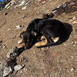 Die kleine Räuberin habe ich am Ausgang vom Park getroffen...