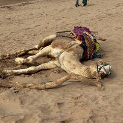 Der macht wohl eine kleines Nickerchen 😴