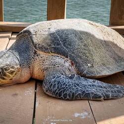... hier ist sie erst einmal befreit. Jetzt muss sie nur noch zum Meer gebracht werden