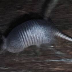 Rat mal wer zum Essen kommt! Armadillo