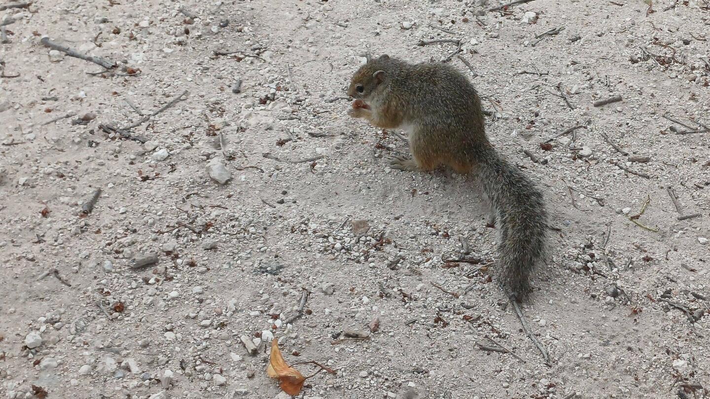 die putzigen Kerle sind handzahm 😁