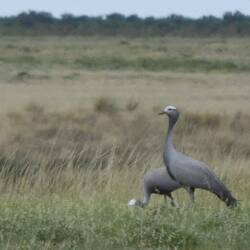 zwei Paradieskraniche