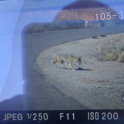 Coyote !