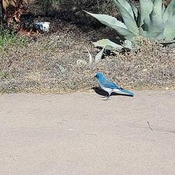 Die Blauen waren auch überall, so der Spatz des Big Bend NP.