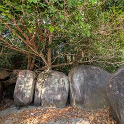 Hier wachsen die Bäume auf den Felsen
