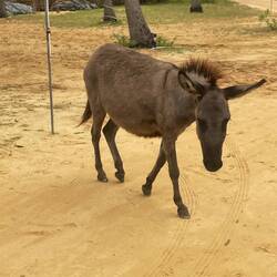 Donkeys are everywhere
