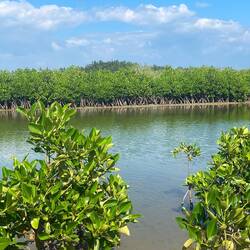 Mangroves in tidal pools