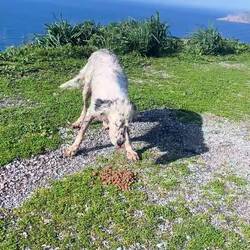 ..großer Hunger und übergroße Freude von ihm ist nicht zu übersehen 🐶😍