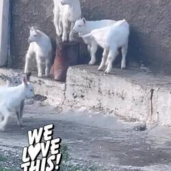 Hört ihr unsere Heulsuse Lesley Jammern? Sie mag am liebsten dabei sein,aber die Ziegen weniger 😅