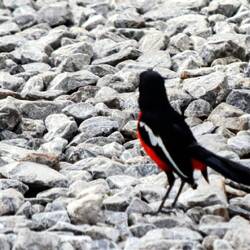 ein Rotbauchwürger sucht Futter vor dem Toilettenhäuschen