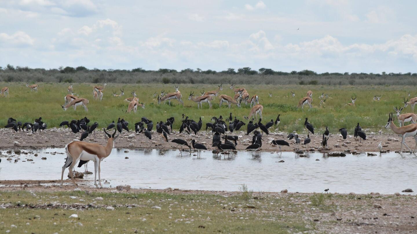 vor dem Camp, alle teilen sich die Tränke