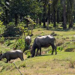 Es wurden immer mehr