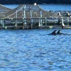 Delfine hoffen auf Mittagessen