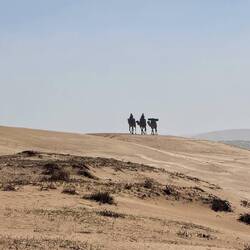 3 Camele 🙂☀️💫🫶