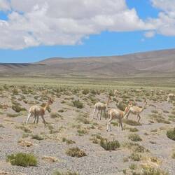 Vicuñas,