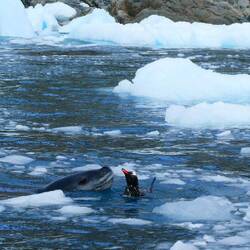 Seeleopard mit Beute