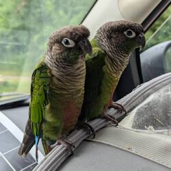 Sad Little Birds
