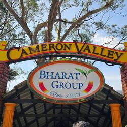 Endlich bei der Teeplantage.