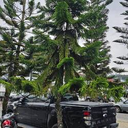 Die Bäume find ich aber lässig.