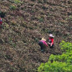 Viele Teesträucher wurden abgeschnitten.