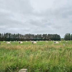 Die Schaafe haben kleine Hütten zum Schutz