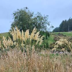 Hier wächst viel Pampasgras